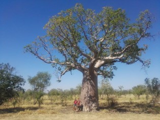 Baobab